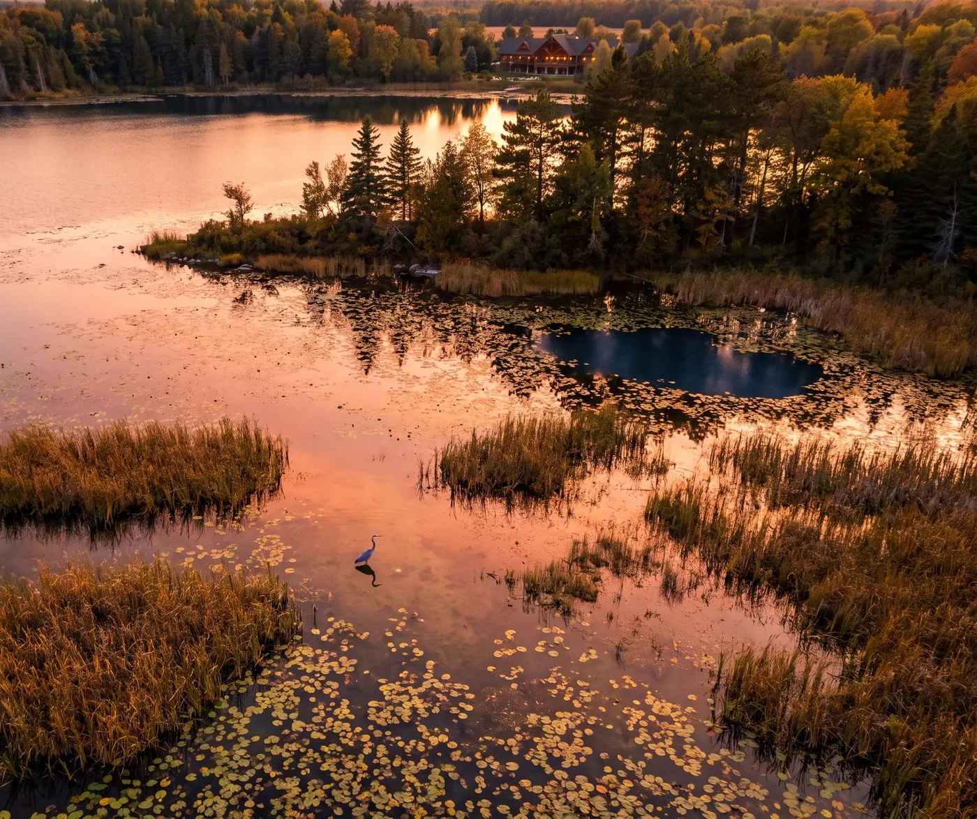 Illustration : vue de drone au coucher du soleil sur des roseaux et des nénuphars dans un lac peu profond, un héron en eau peu profonde et un pavillon parmi les arbres d'automne