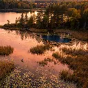 Illustration : un héron dans les roseaux d'un lac peu profond au coucher du soleil